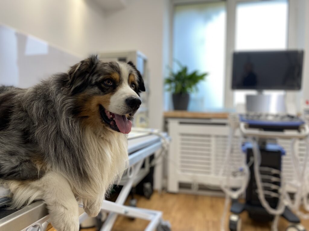 Pies w gabinecie weterynarza zajmującego się rozrodem zwierząt