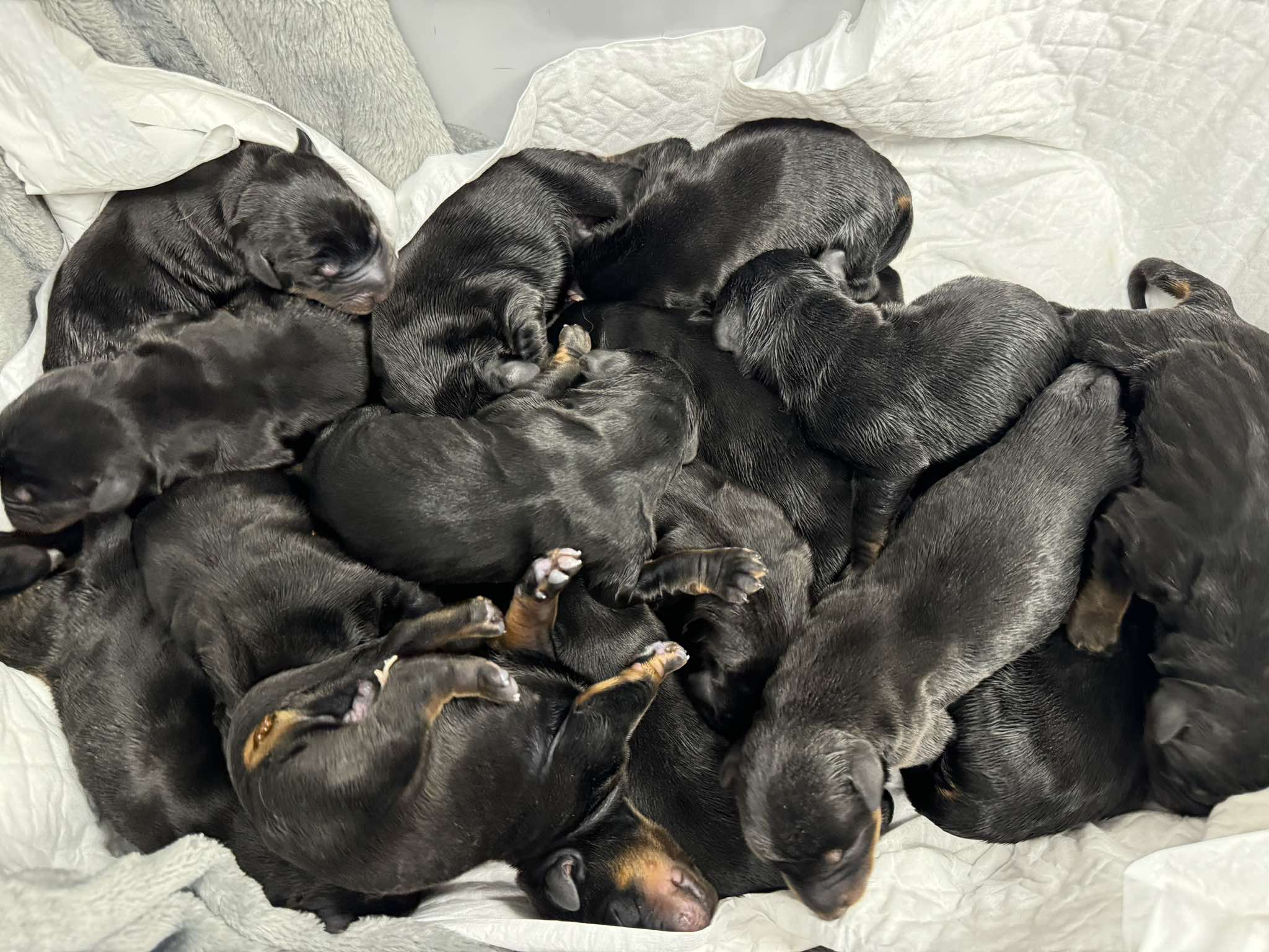 szczenięta noworodki