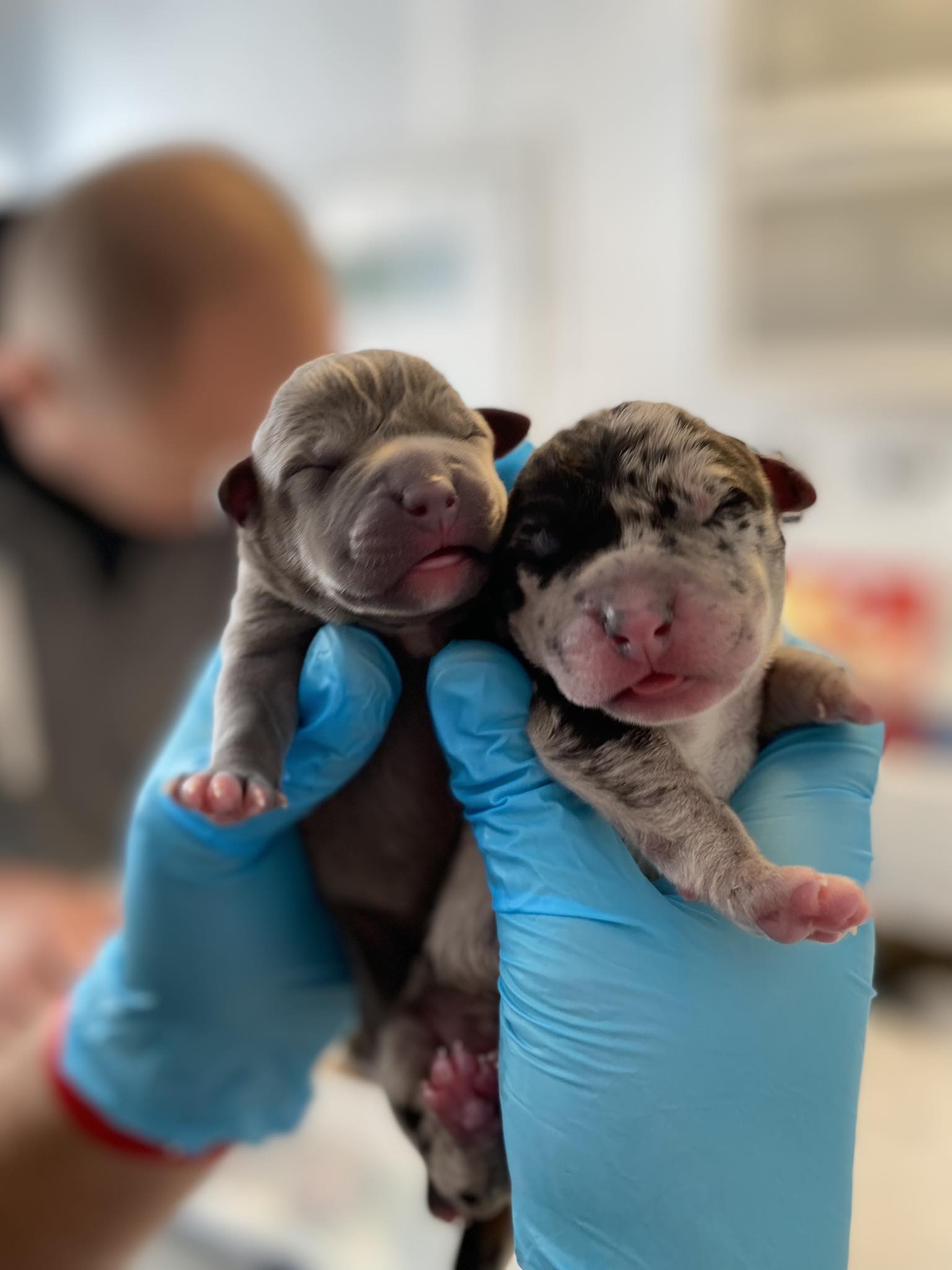 szczenięta po porodzie