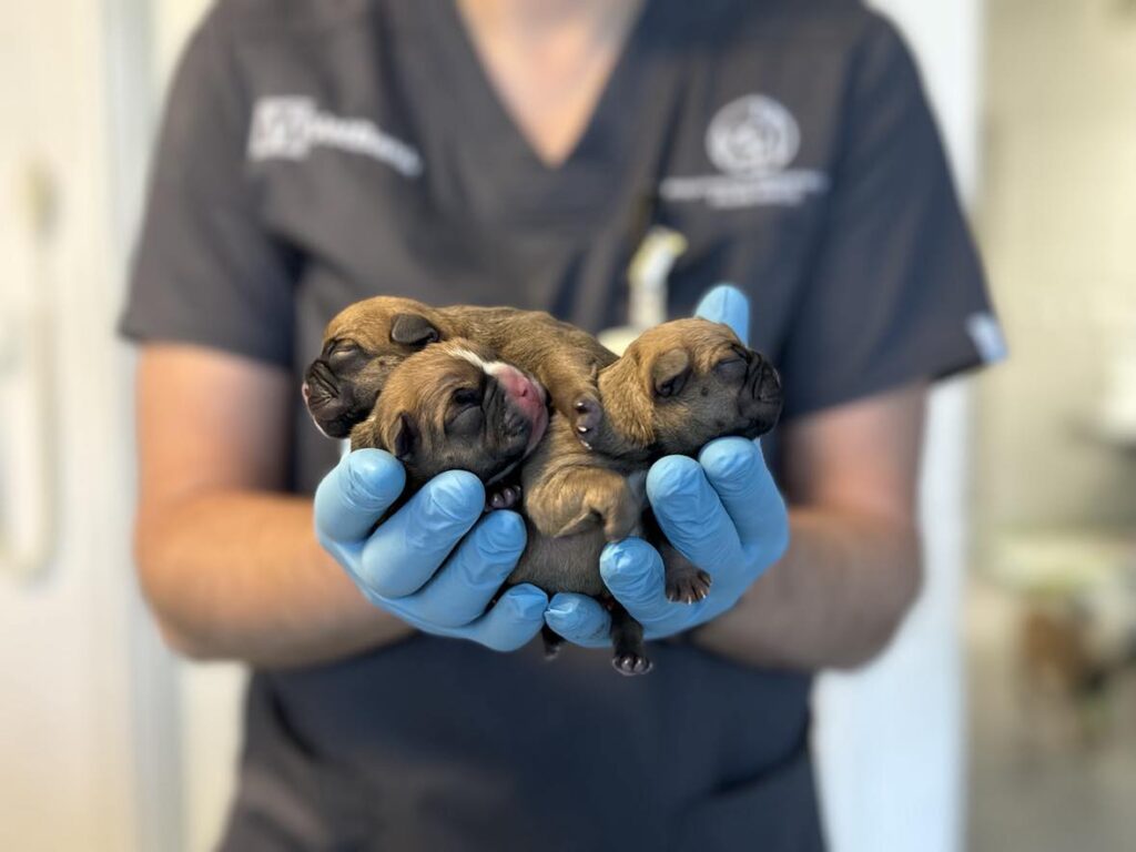 weterynarz trzyma w rękach noworodki psów