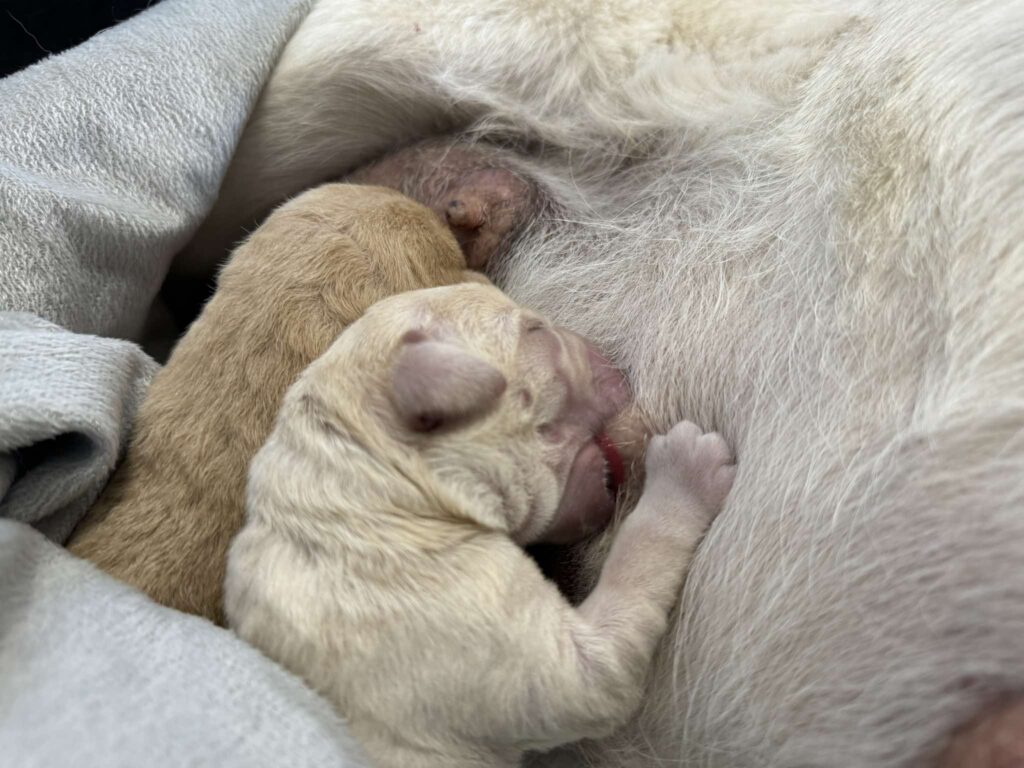Noworodki szczeniąt piją mleko od matki, która nie ma zapalenia gruczołu mlekowego